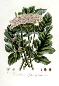 Heracleum sphondylium — Flora Batava — Volume v7