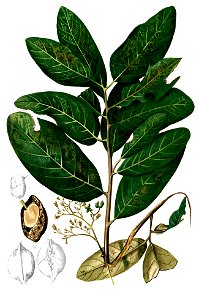 Heritiera littoralis Blanco2.341-cropped