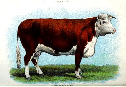 HEREFORD COW (22899914414)