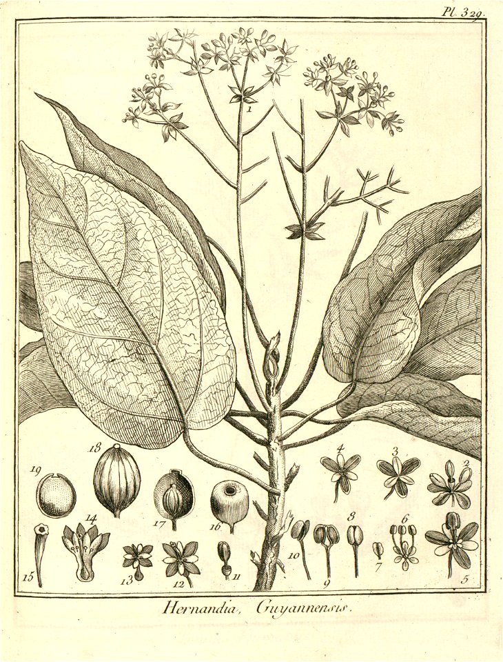 Hernandia guianensis Aublet 1775 pl 329