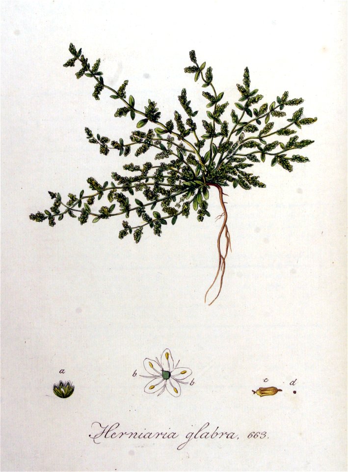 Herniaria glabra — Flora Batava — Volume v9