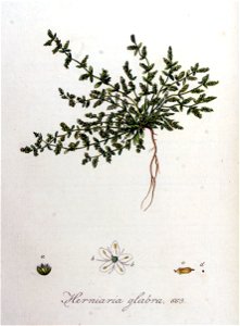 Herniaria glabra — Flora Batava — Volume v9