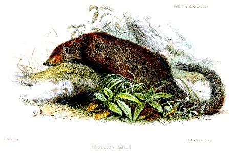 HerpestesSmithiiWolf