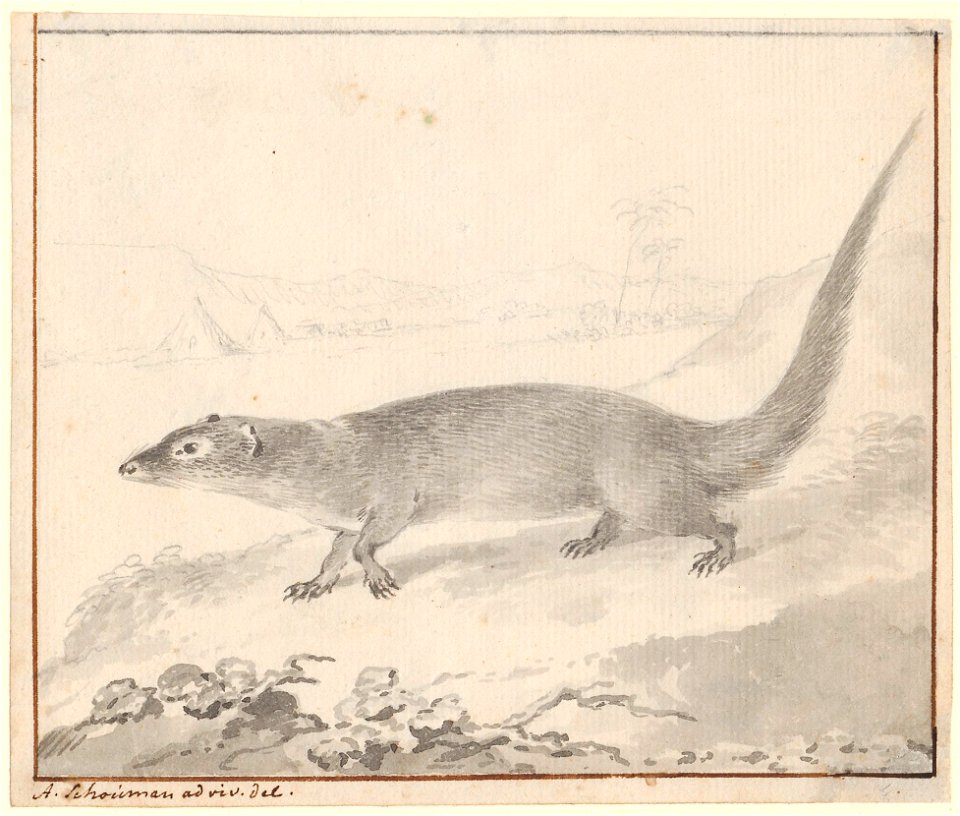 Herpestes - 1710-1792 - Print - Iconographia Zoologica - Special Collections University of Amsterdam - UBA01 IZA1000696