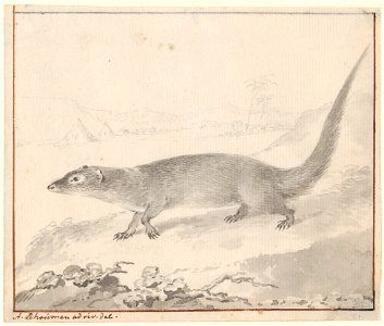 Herpestes - 1710-1792 - Print - Iconographia Zoologica - Special Collections University of Amsterdam - UBA01 IZA1000696