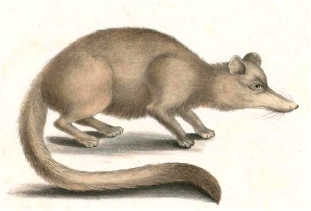Herpestes urva Hardwicke