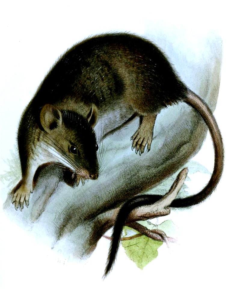 Hesperomys (Rhipidomys) sclateri (cropped)