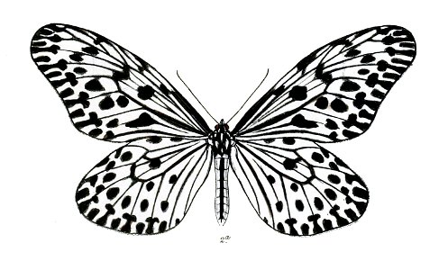 HestiaKanarensis 2 2a