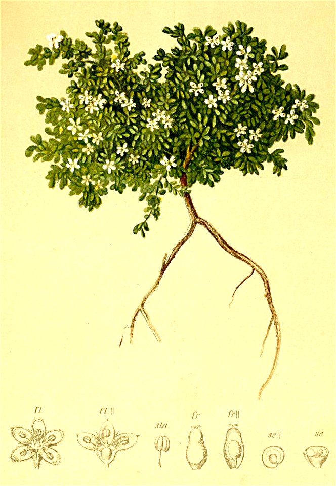 Herniaria alpina Atlas Alpenflora