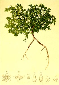 Herniaria alpina Atlas Alpenflora