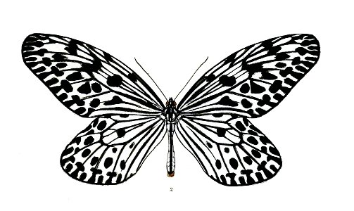 HestiaMalabarica 2 2