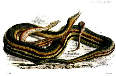 HerpetonTentaculatumFord