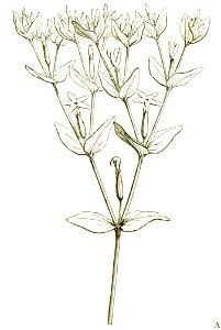 Het leven der bloem (1900) p121 fig51