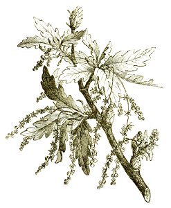 Het leven der bloem (1900) p137 fig59