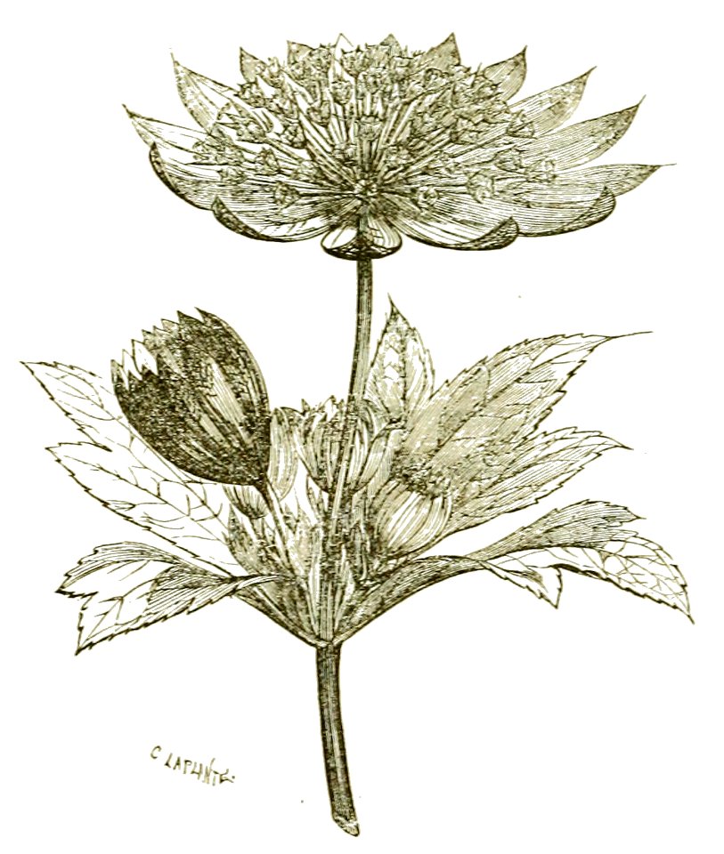 Het leven der bloem (1900) p123 fig54