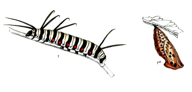 HestiaMalabarica 2 1