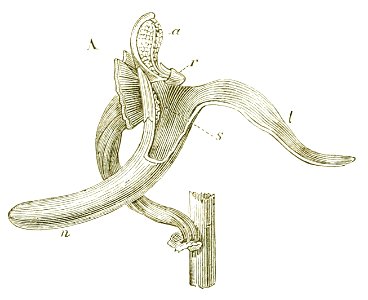 Het leven der bloem (1900) p118 fig50