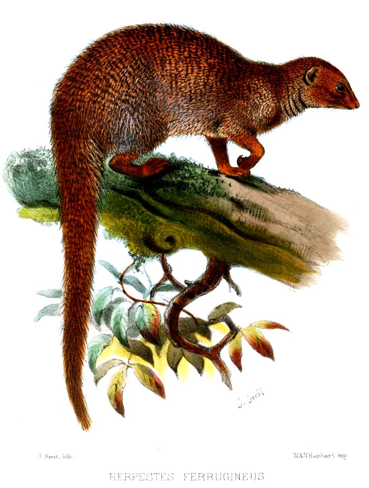 HerpestesFerrugineusSmit