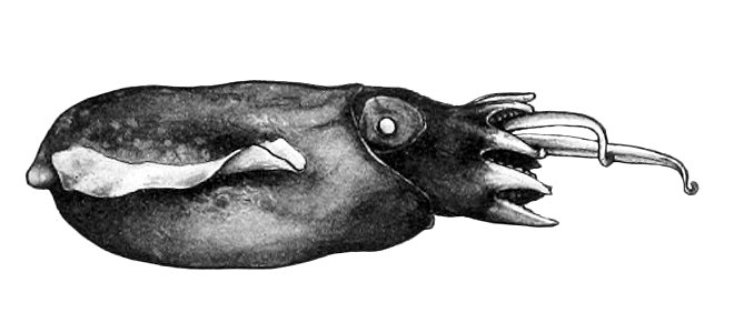 Heteroteuthis hawaiiensis3