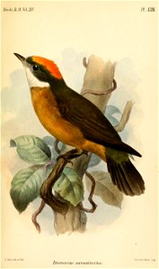 HeterocercusAurantiivertex