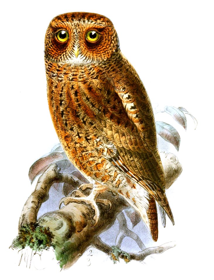 HeteroscopsLuciaeKeulemans