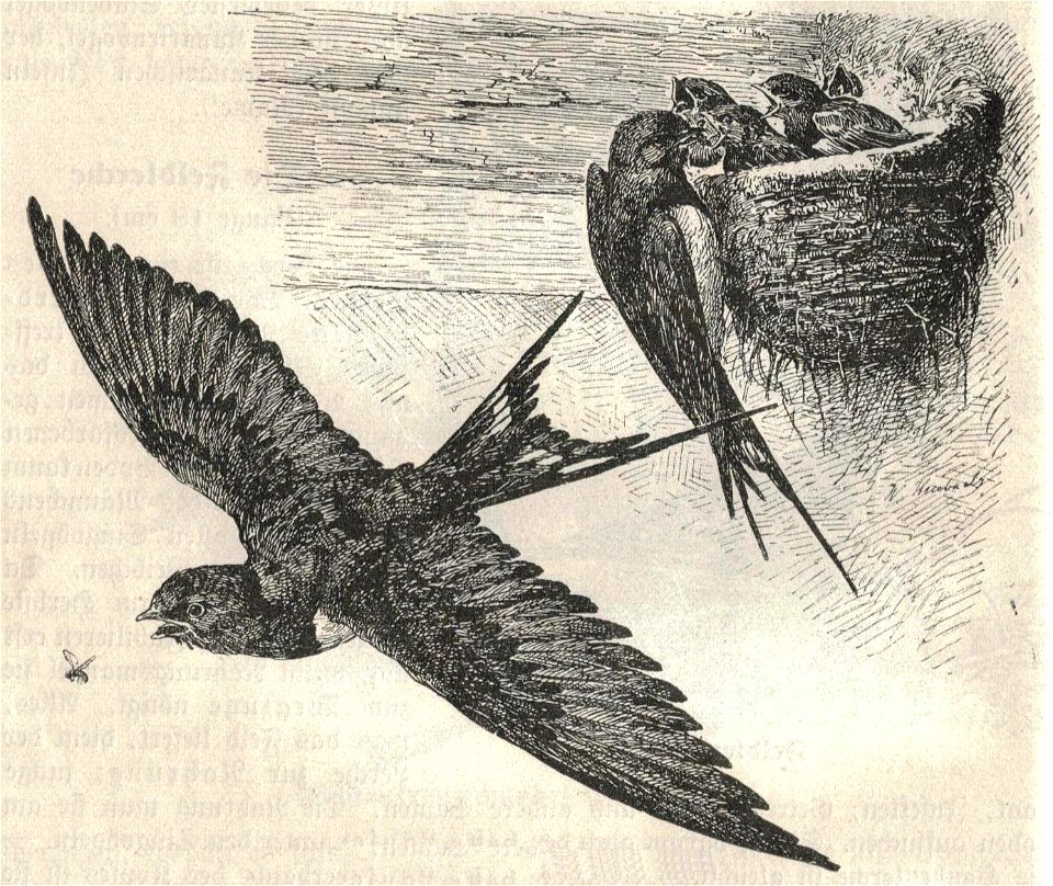 Heubach barn swallow