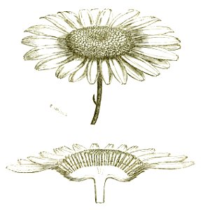 Het leven der bloem (1900) p124 fig55