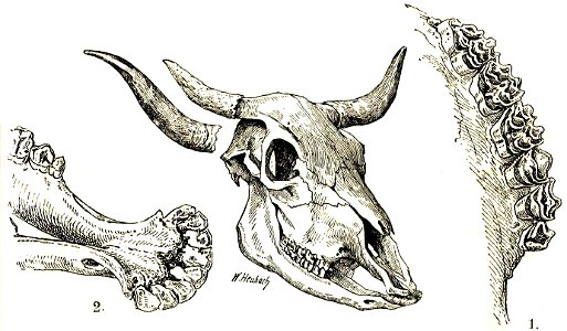 Heubach cattle skull. Free illustration for personal and commercial use.