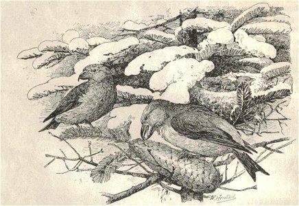 Heubach common crossbill