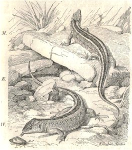 Heubach sand lizard