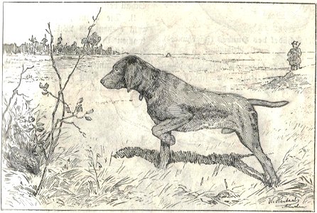 Heubach hunting dog. Free illustration for personal and commercial use.