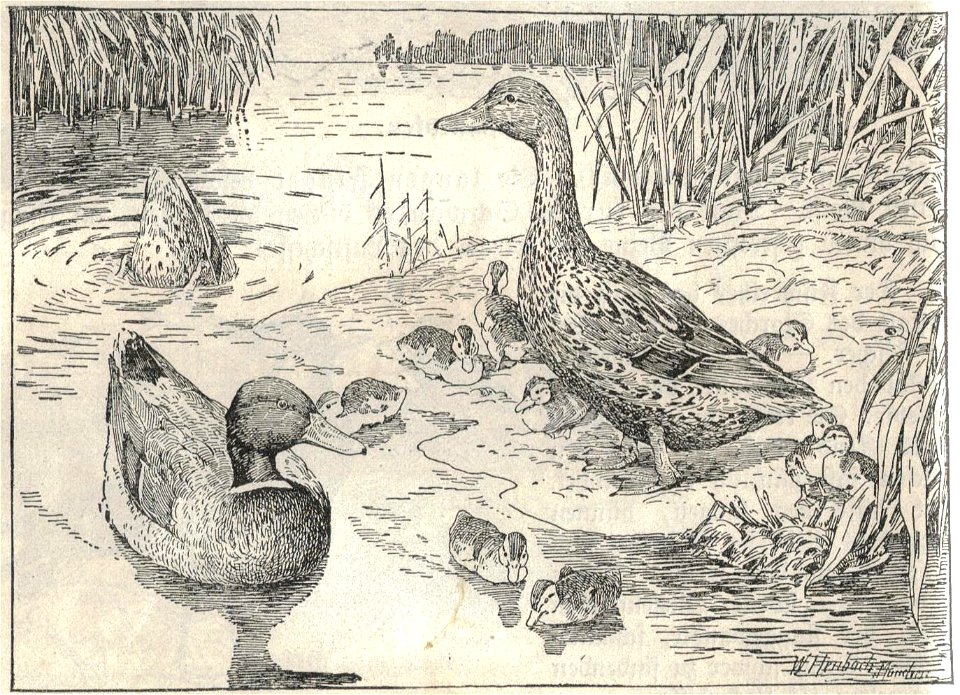 Heubach duck