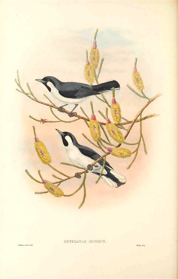Heteranax mundus - The Birds of New Guinea