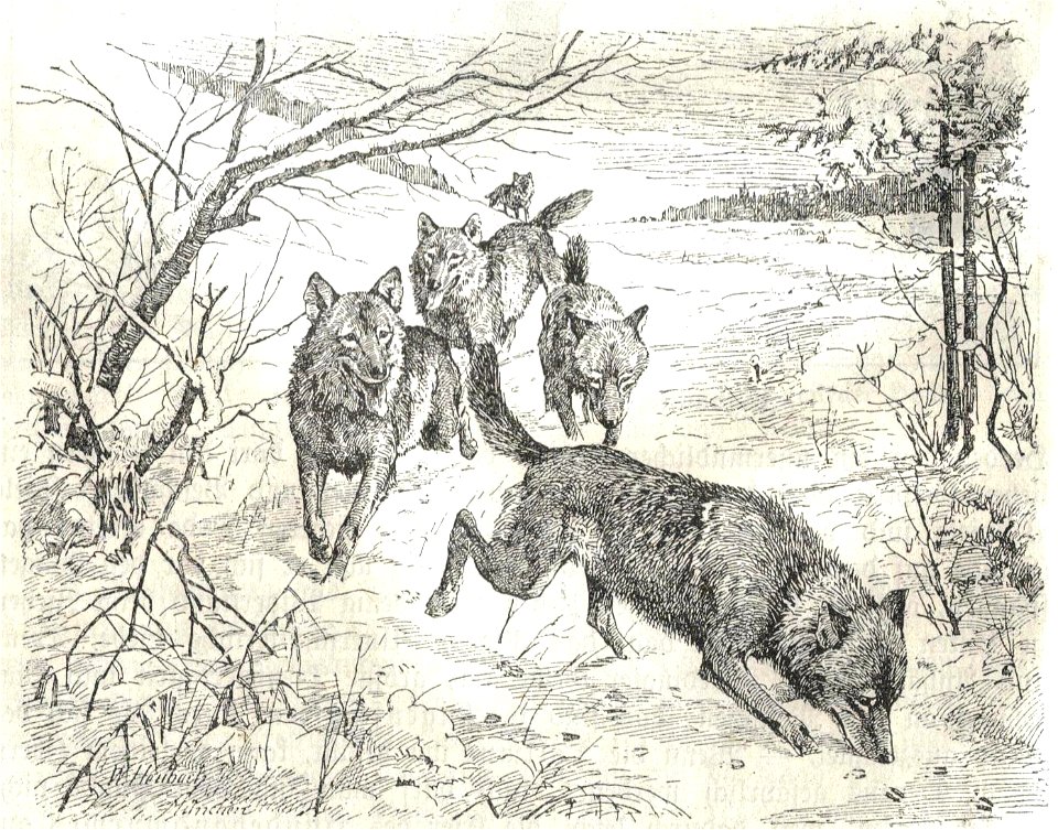 Heubach wolf
