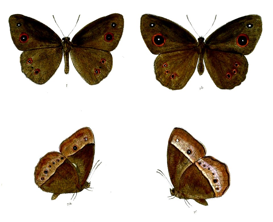 Heteropsis adolphei 71