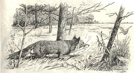 Heubach fox