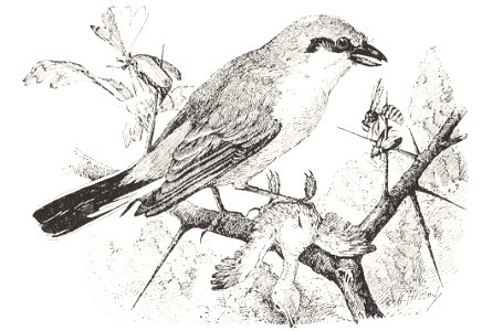 Heubach red-backed shrike. Free illustration for personal and commercial use.
