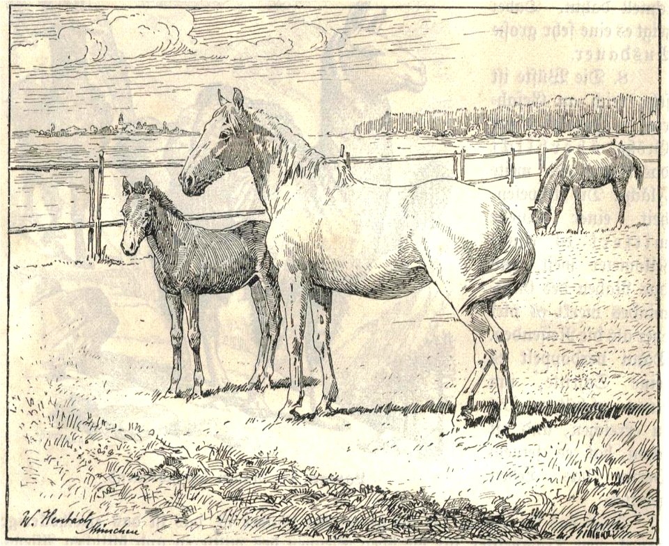 Heubach horse