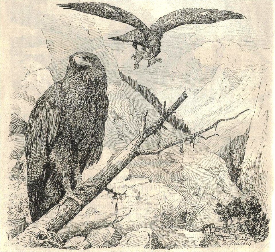 Heubach golden eagle