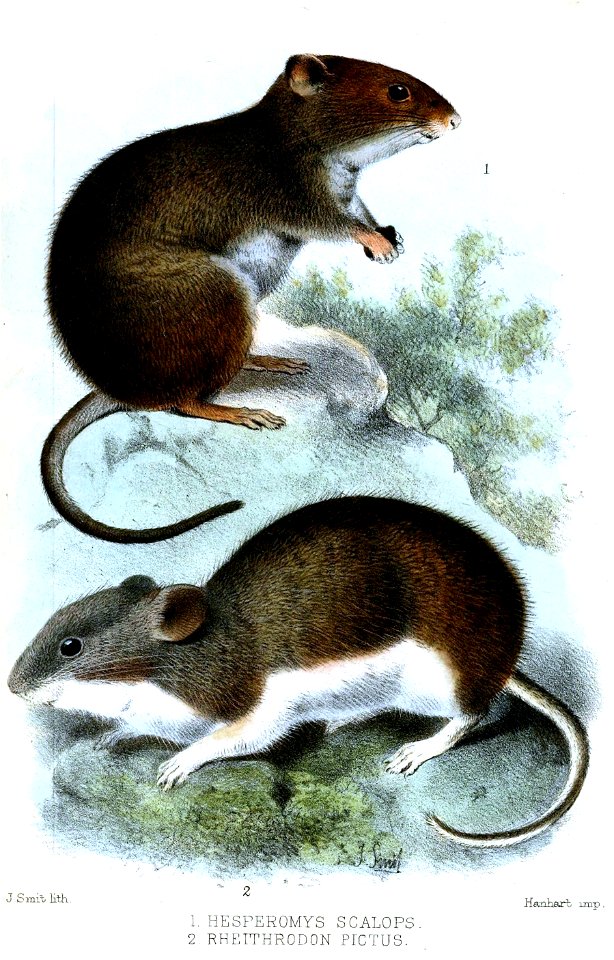 HesperomysRheithrodonSmit