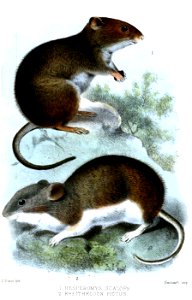 HesperomysRheithrodonSmit