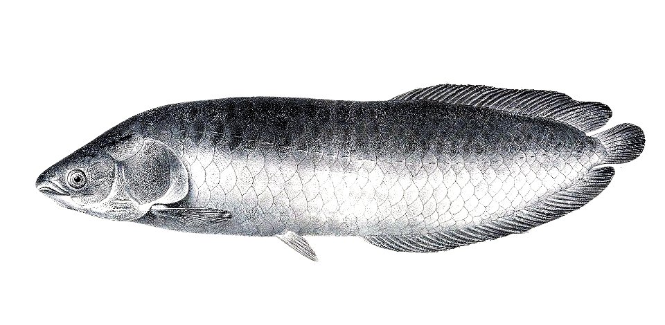Heterotis niloticus The fishes of the Nile