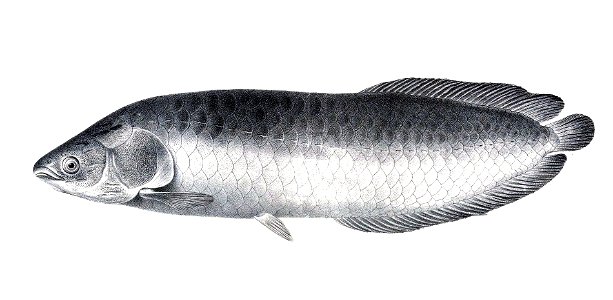 Heterotis niloticus The fishes of the Nile