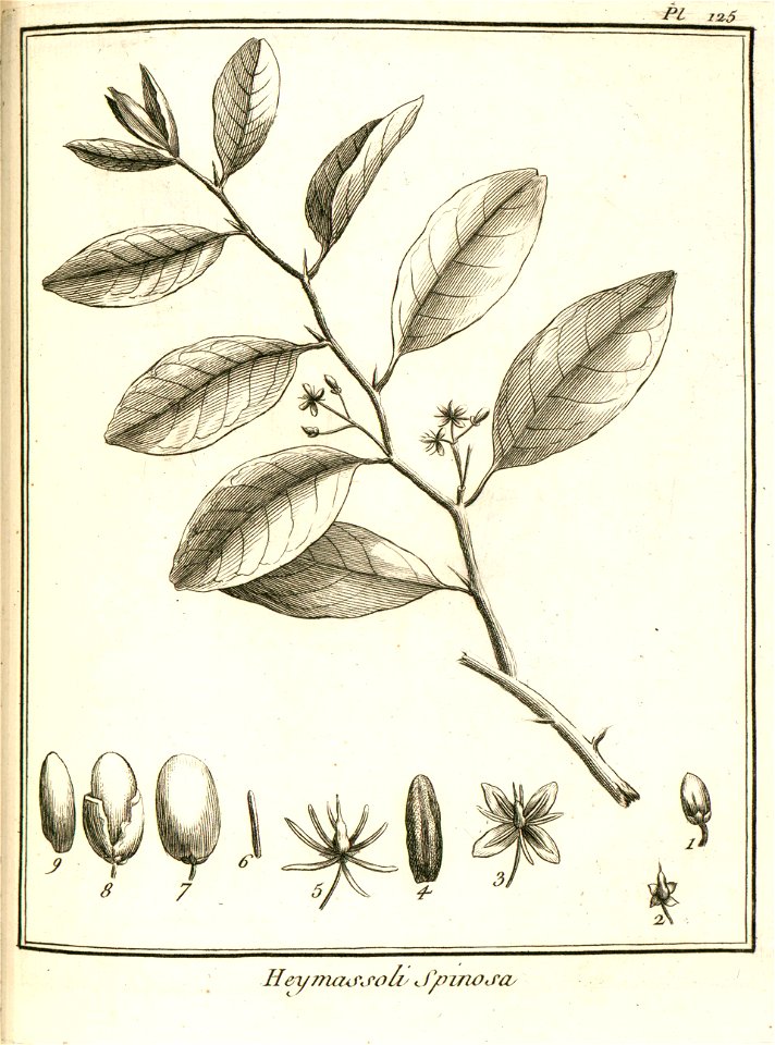 Heymassoli inermis Aublet 1775 pl 125