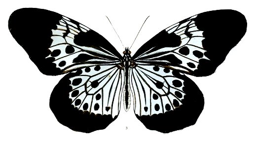 HestiaHadeniiF 4 3