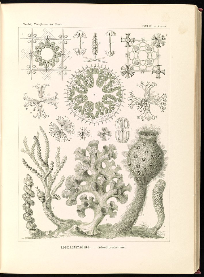 Hexactinellae. - Glasschwämme LCCN2015648921