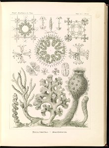 Hexactinellae. - Glasschwämme LCCN2015648921