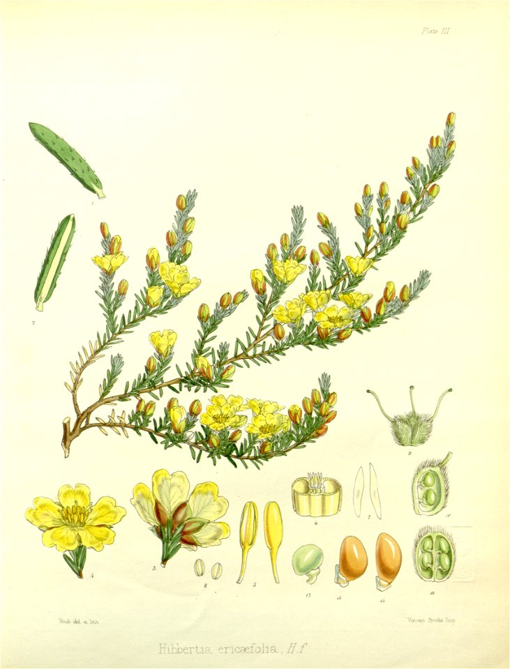 Hibbertia ericifolia (drawing by Fitch)