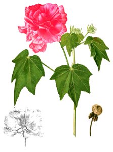 Hibiscus mutabilis Blanco1.175-cropped