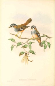 Heteromyias cinereifrons - The Birds of New Guinea